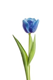 Image of Beautiful blue tulip isolated on white. Bright flower