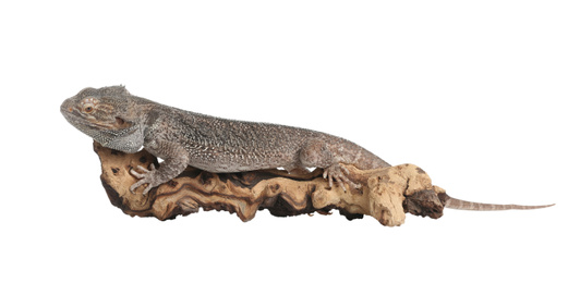 Photo of Bearded lizard (Pogona barbata) and tree branch isolated on white. Exotic pet