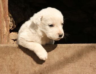 Photo of White stray puppy outdoors on sunny day. Baby animal