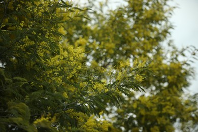 Mimosa tree branches with green leaves and flowers outdoors
