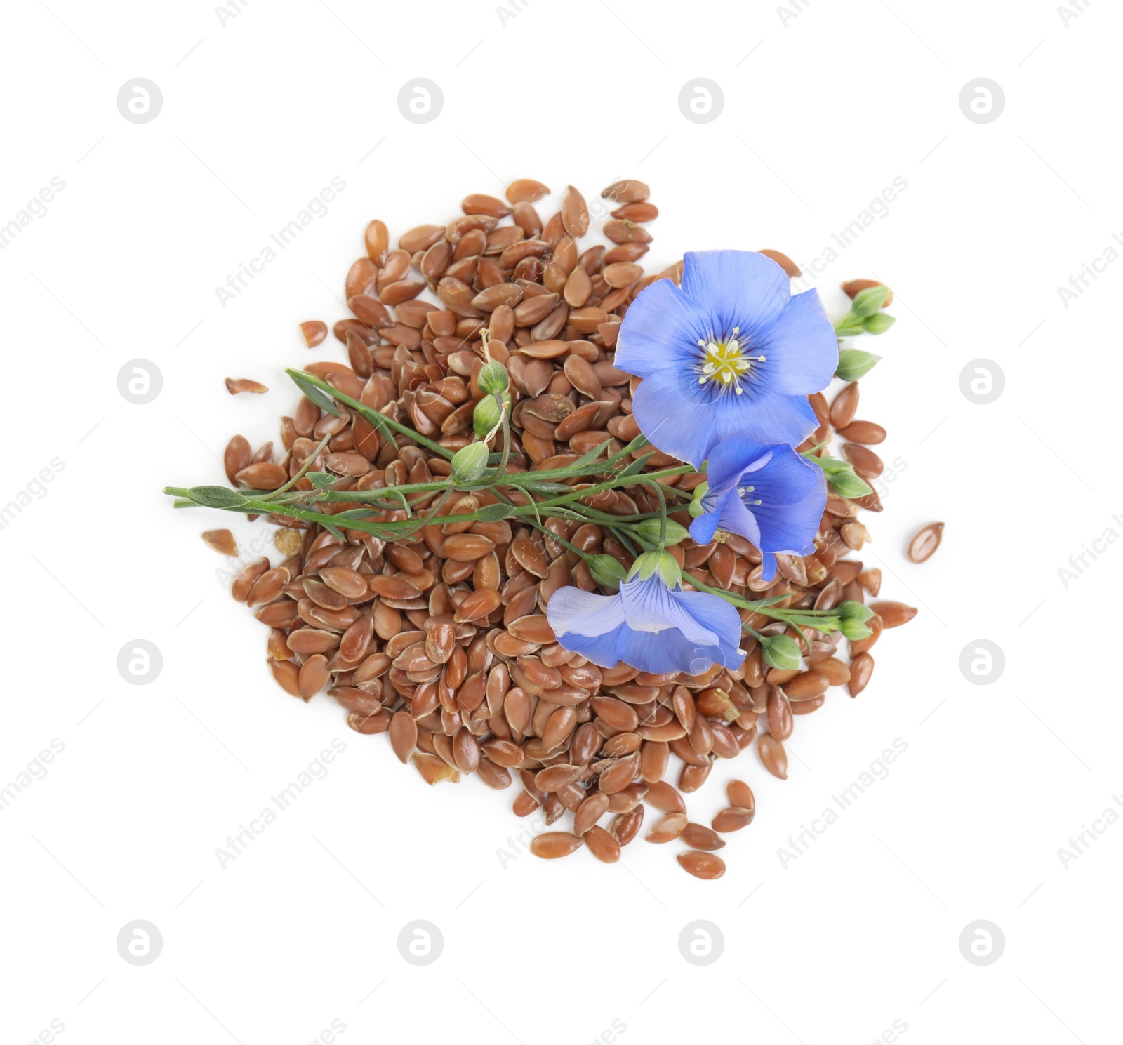 Photo of Flax flowers and seeds on white background, top view