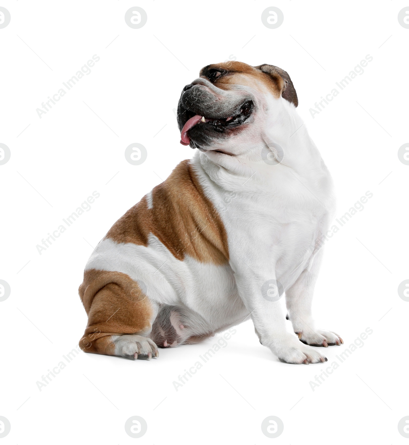 Photo of Adorable funny English bulldog on white background