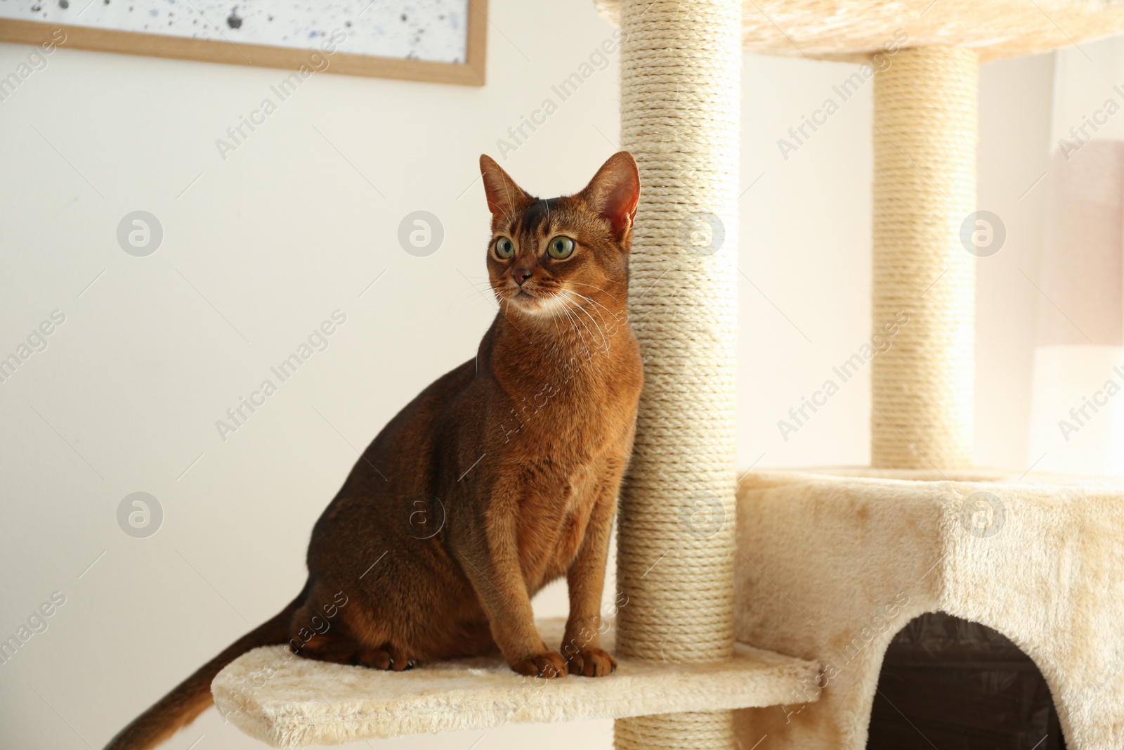 Photo of Beautiful Abyssinian cat on pet tree at home. Lovely pet