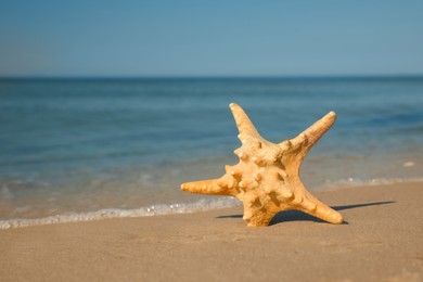 Photo of Beautiful sea star in sand on beach, space for text