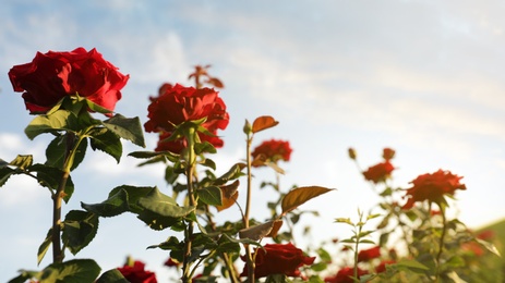 Green bush with beautiful roses in blooming garden on sunny day