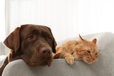 Photo of Cat and dog together on sofa indoors. Fluffy friends