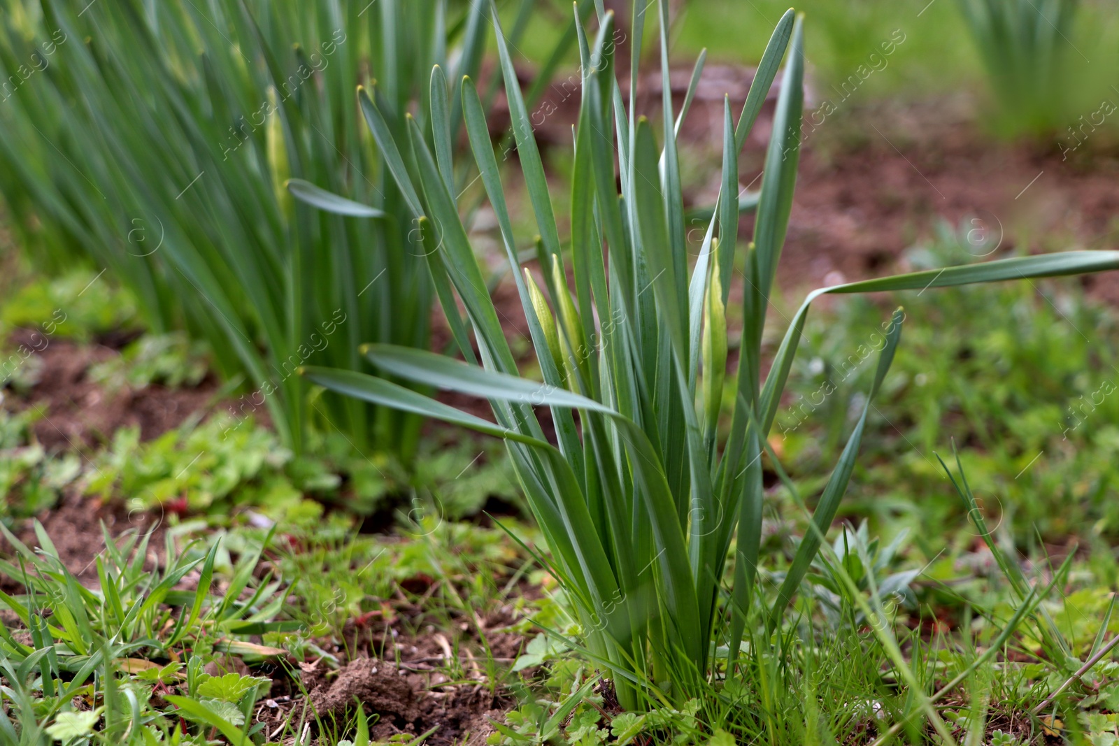 Photo of Daffodil plants growing in garden. Spring flowers