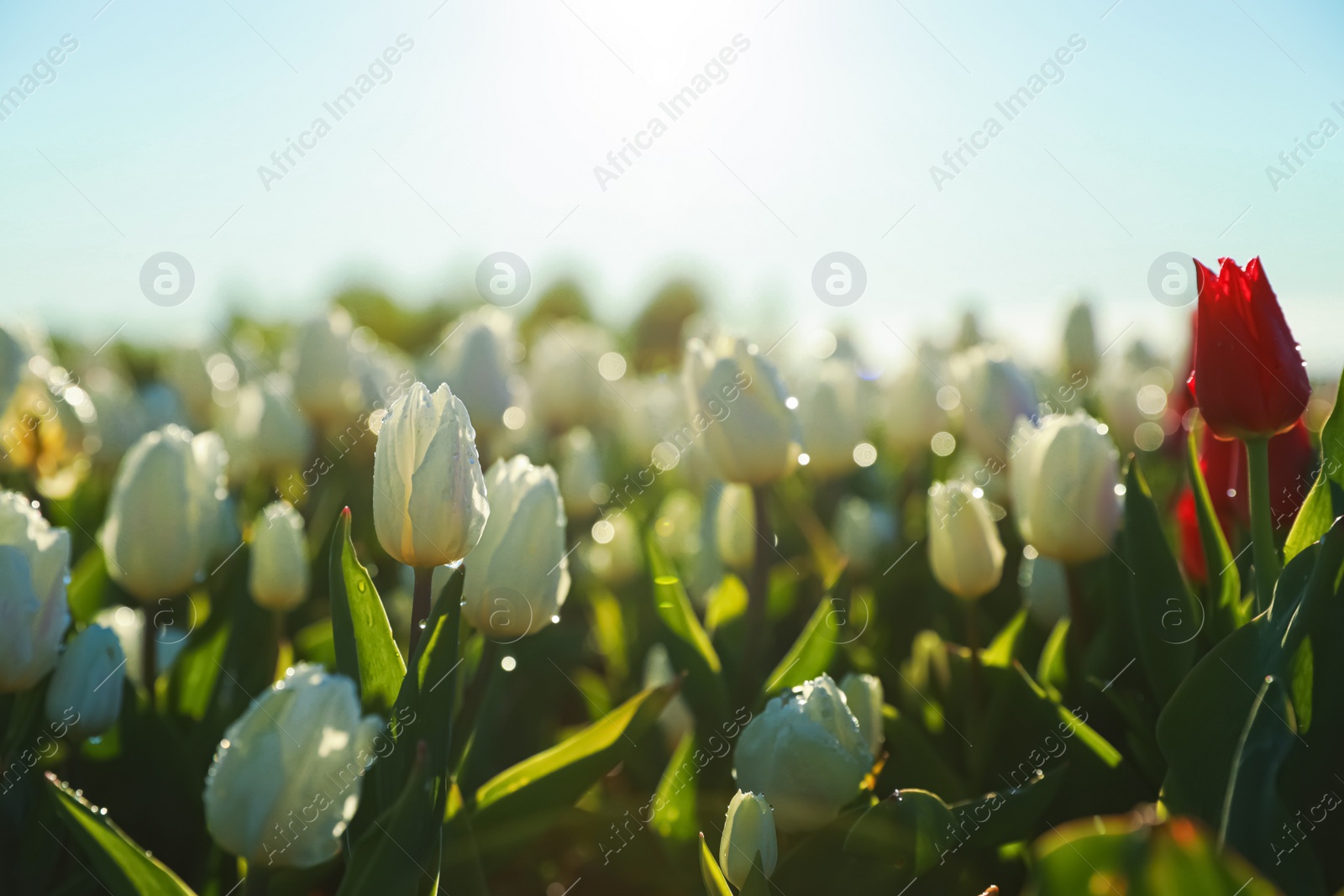 Photo of Blossoming tulips with dew drops in field on spring day