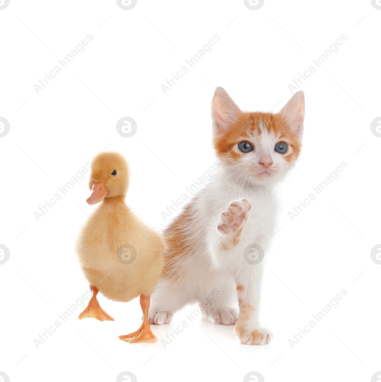 Photo of Fluffy baby duckling and cute kitten together on white background