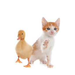 Photo of Fluffy baby duckling and cute kitten together on white background