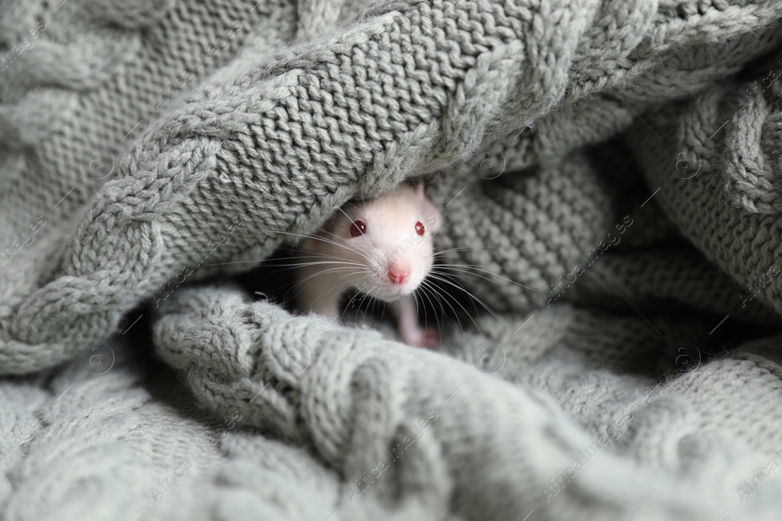 Photo of Cute small rat wrapped in green knitted blanket