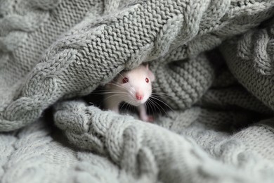 Photo of Cute small rat wrapped in green knitted blanket