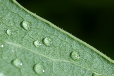 Macro photo of leaf with water drops on dark background