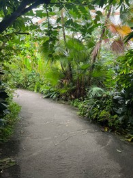 Photo of Many different tropical plants and path in greenhouse