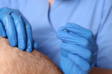 Photo of Veterinary holding acupuncture needle near dog's back, closeup. Animal treatment