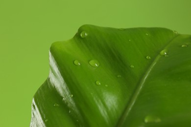 Leaf with dew drops on green background, closeup