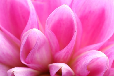 Beautiful Dahlia flower with pink petals as background, macro view