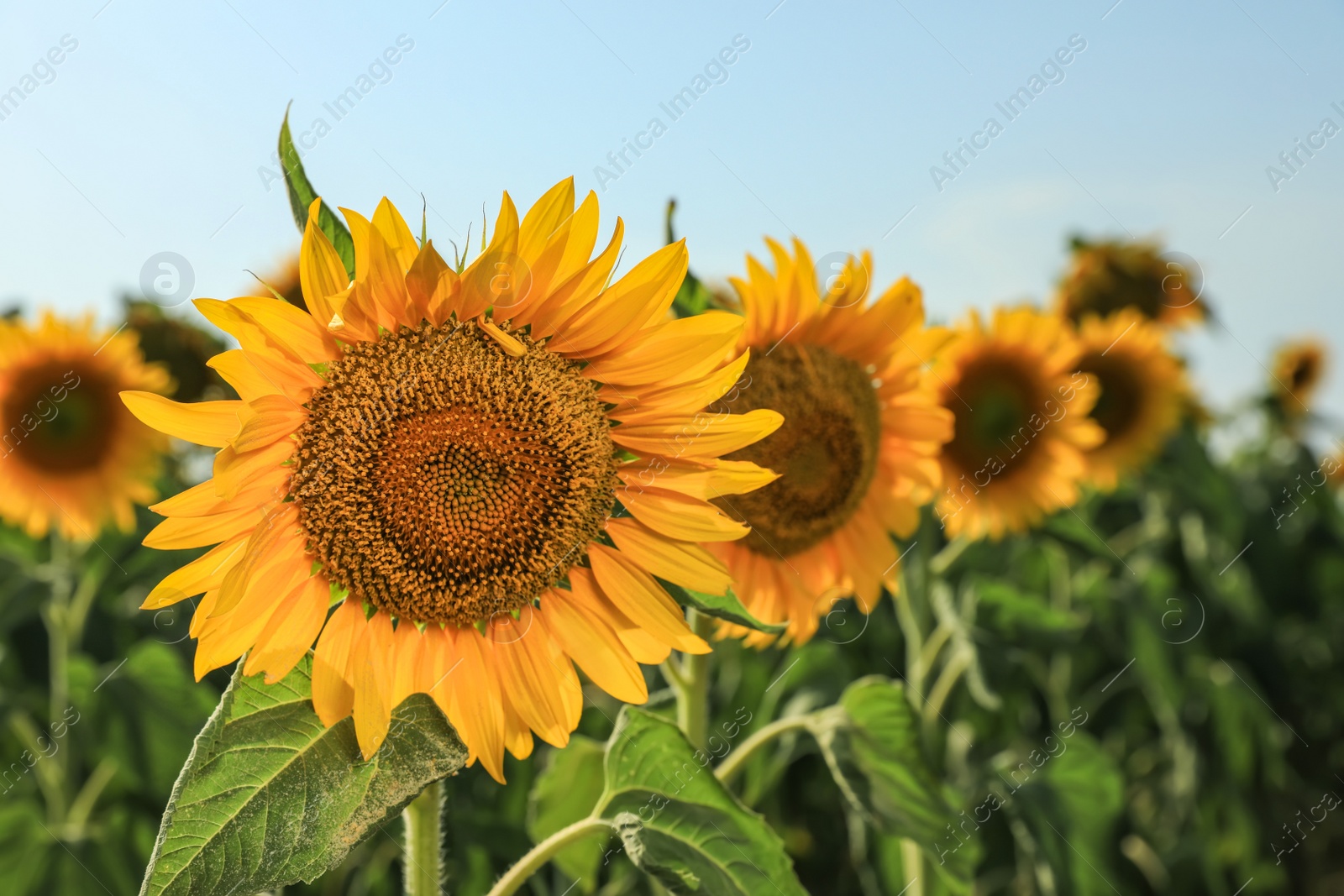 Photo of Sunflowers growing in field outdoors on sunny day