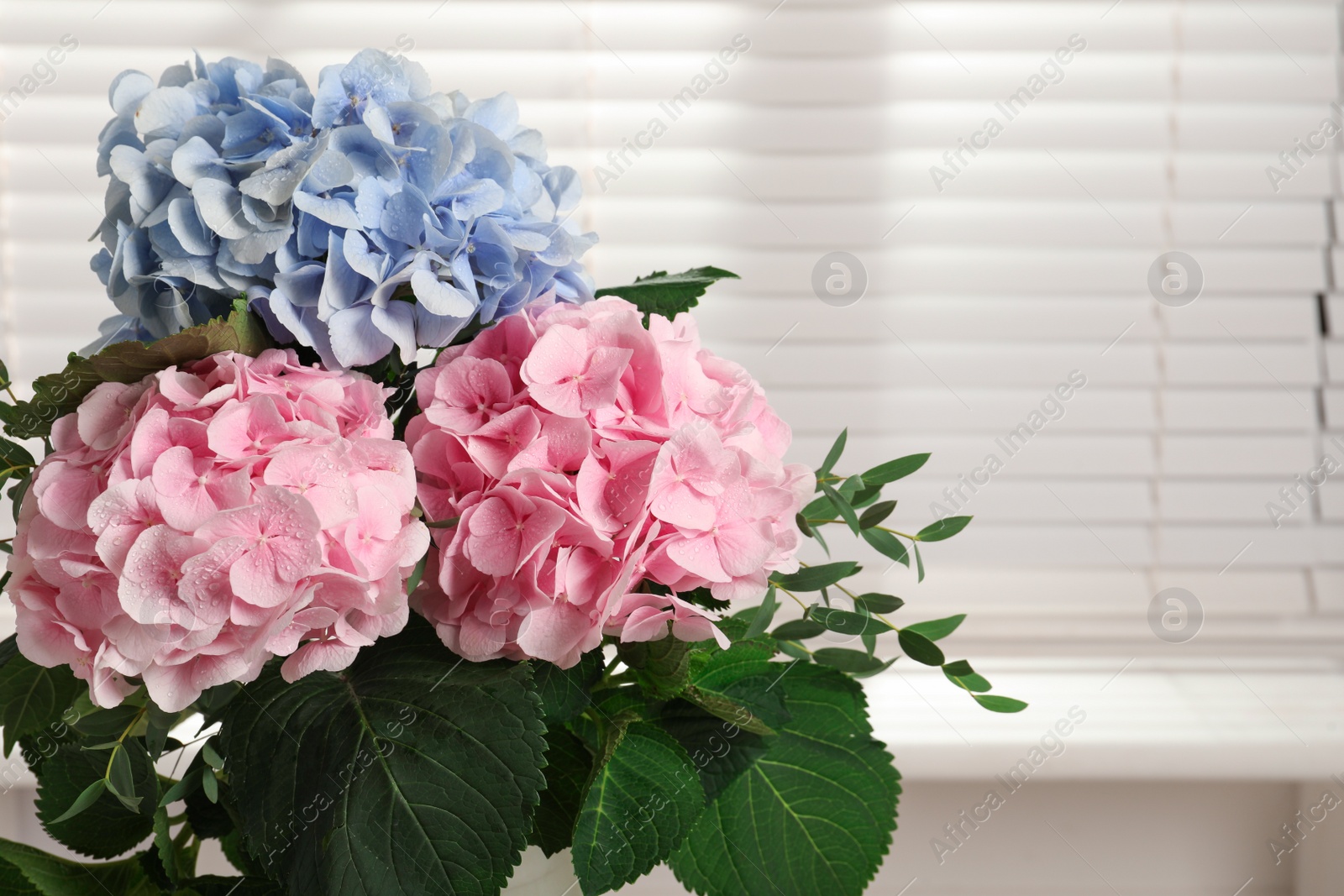 Photo of Beautiful hortensia flowers indoors. Space for text