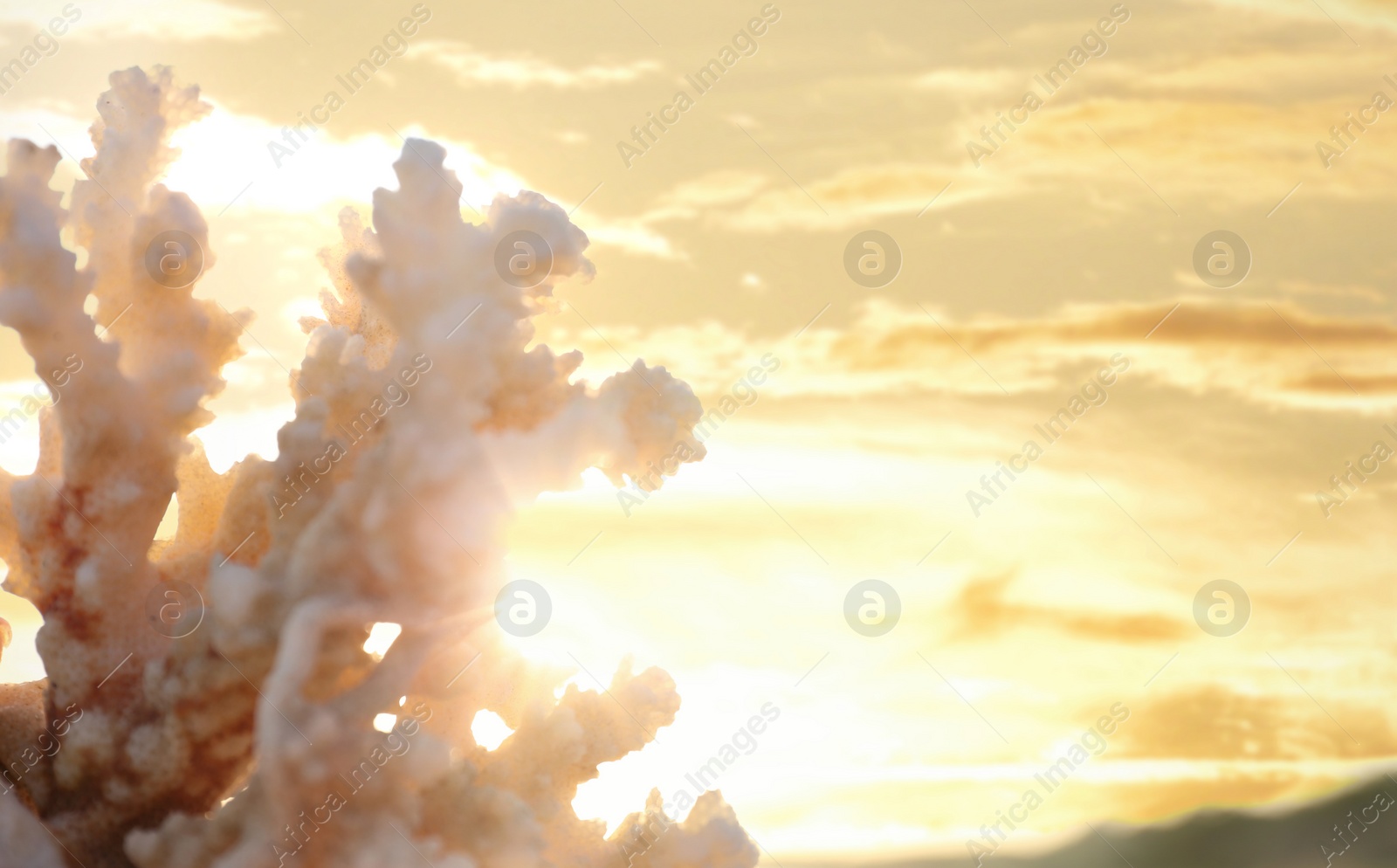 Photo of Beautiful coral and blurred sandy beach on background. Space for text