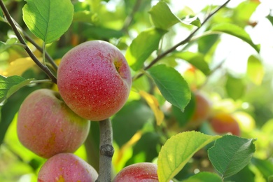 Tree branch with ripe apples outdoors on sunny day