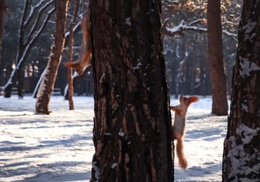 Cute squirrels on pine tree in winter forest