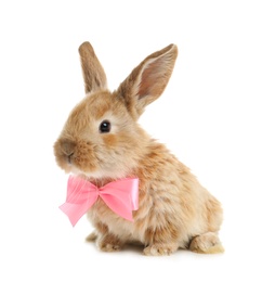 Adorable furry Easter bunny with cute bow tie on white background