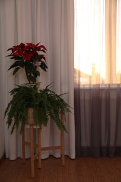 Beautiful potted plants near window with curtains in room