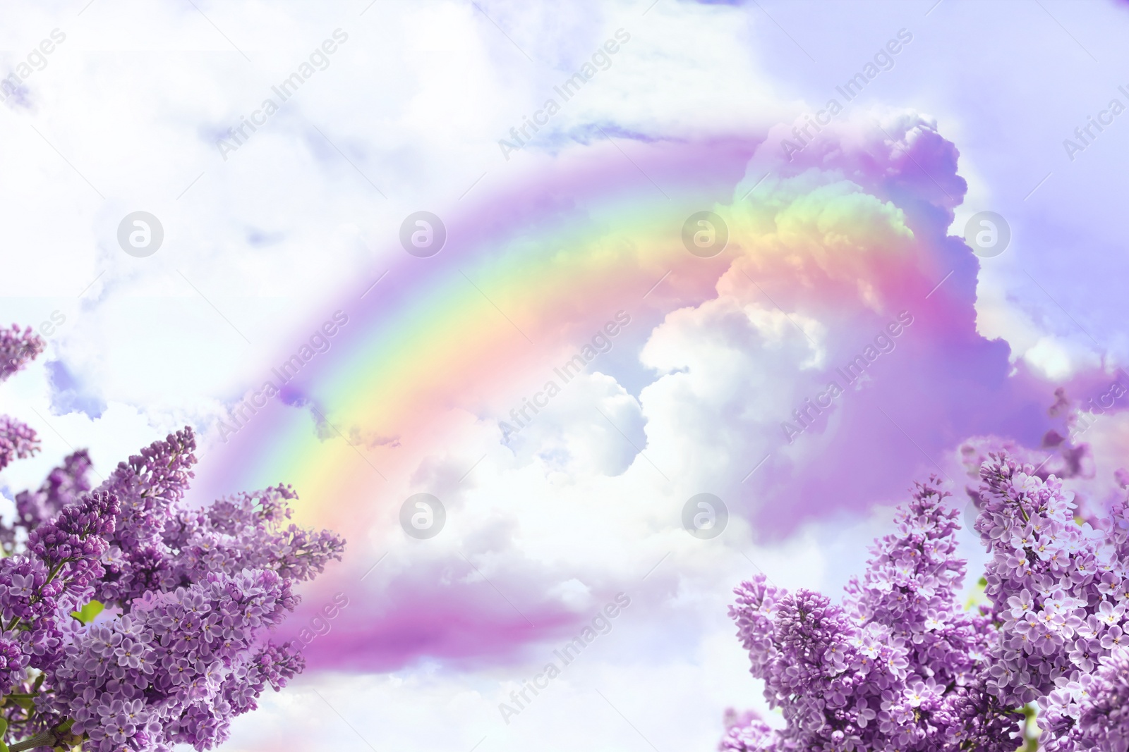 Image of Fantasy world. Beautiful rainbow in sky with fluffy clouds over lilac flowers