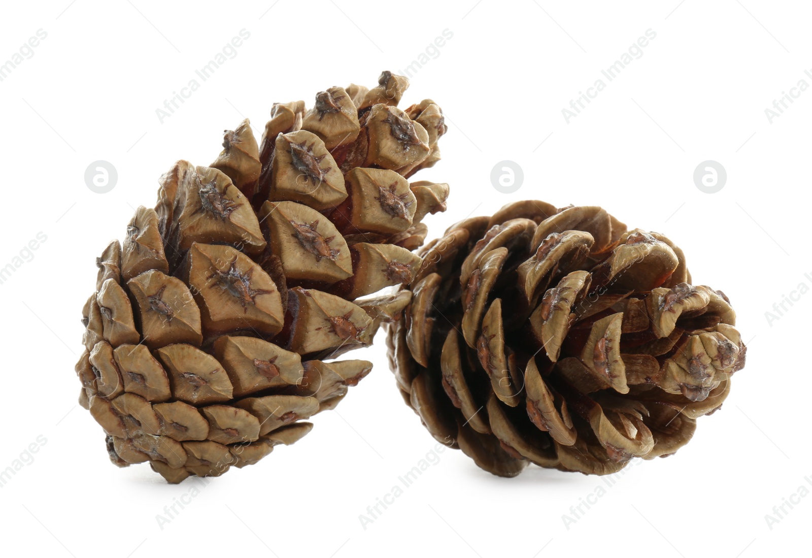 Photo of Beautiful dry pine cones on white background