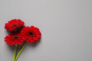 Beautiful bright red gerbera flowers on light grey background, top view. Space for text