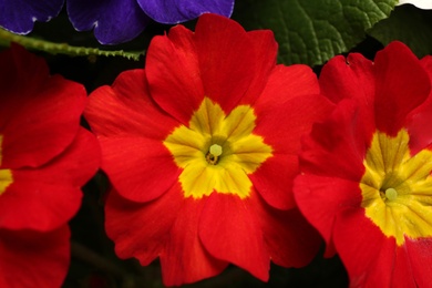 Beautiful primula (primrose) plant with red flowers , top view. Spring blossom