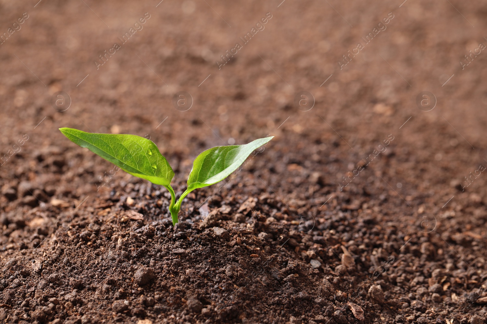 Photo of Young plant in fertile soil, space for text. Gardening time