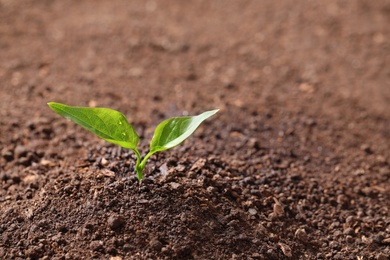 Photo of Young plant in fertile soil, space for text. Gardening time