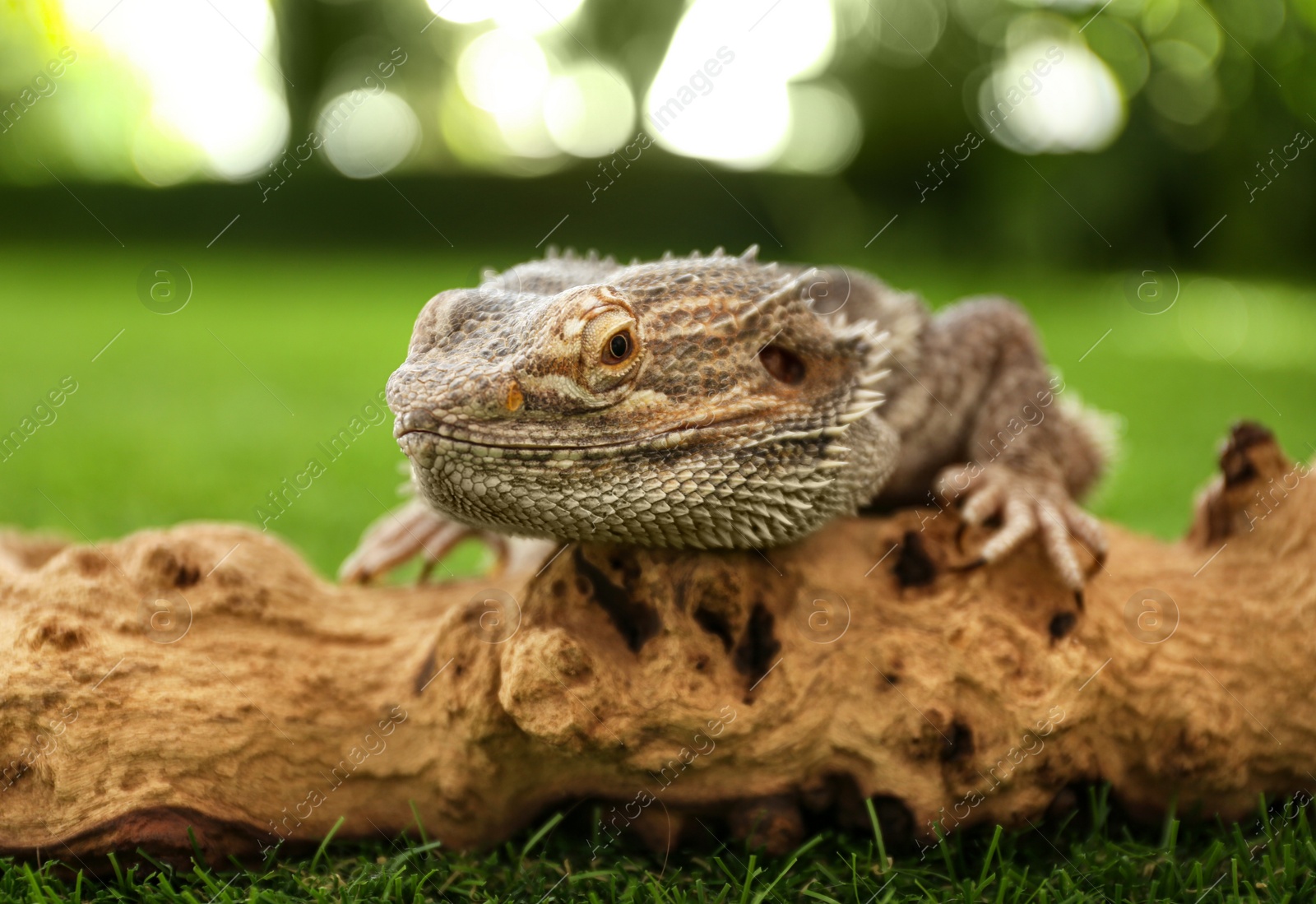 Photo of Bearded lizard (Pogona barbata) and tree branch on green grass, closeup. Exotic pet