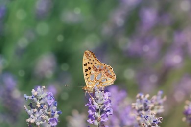 Photo of Beautiful butterfly in lavender field on summer day, closeup
