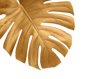 Golden tropical leaf on white background, closeup