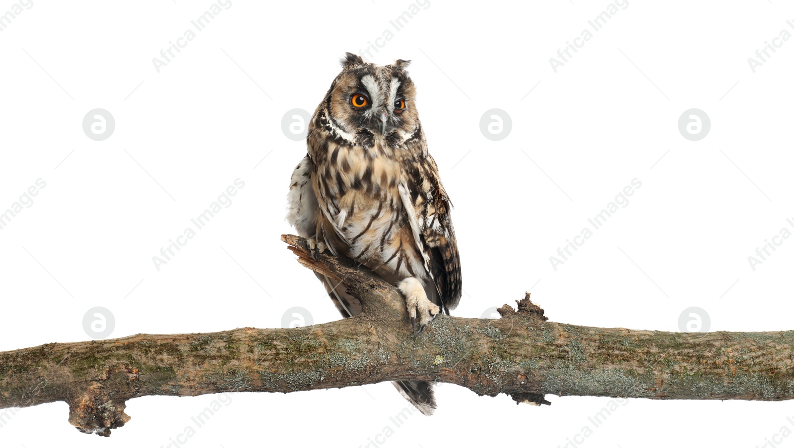 Photo of Beautiful eagle owl on twig against white background. Predatory bird