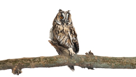 Photo of Beautiful eagle owl on twig against white background. Predatory bird