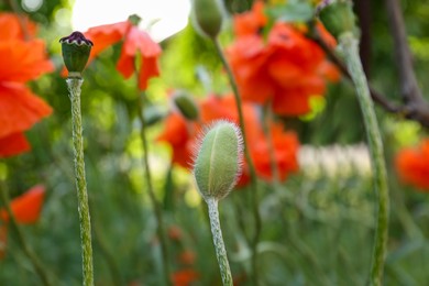 Beautiful poppy plants with flower buds outdoors, closeup view