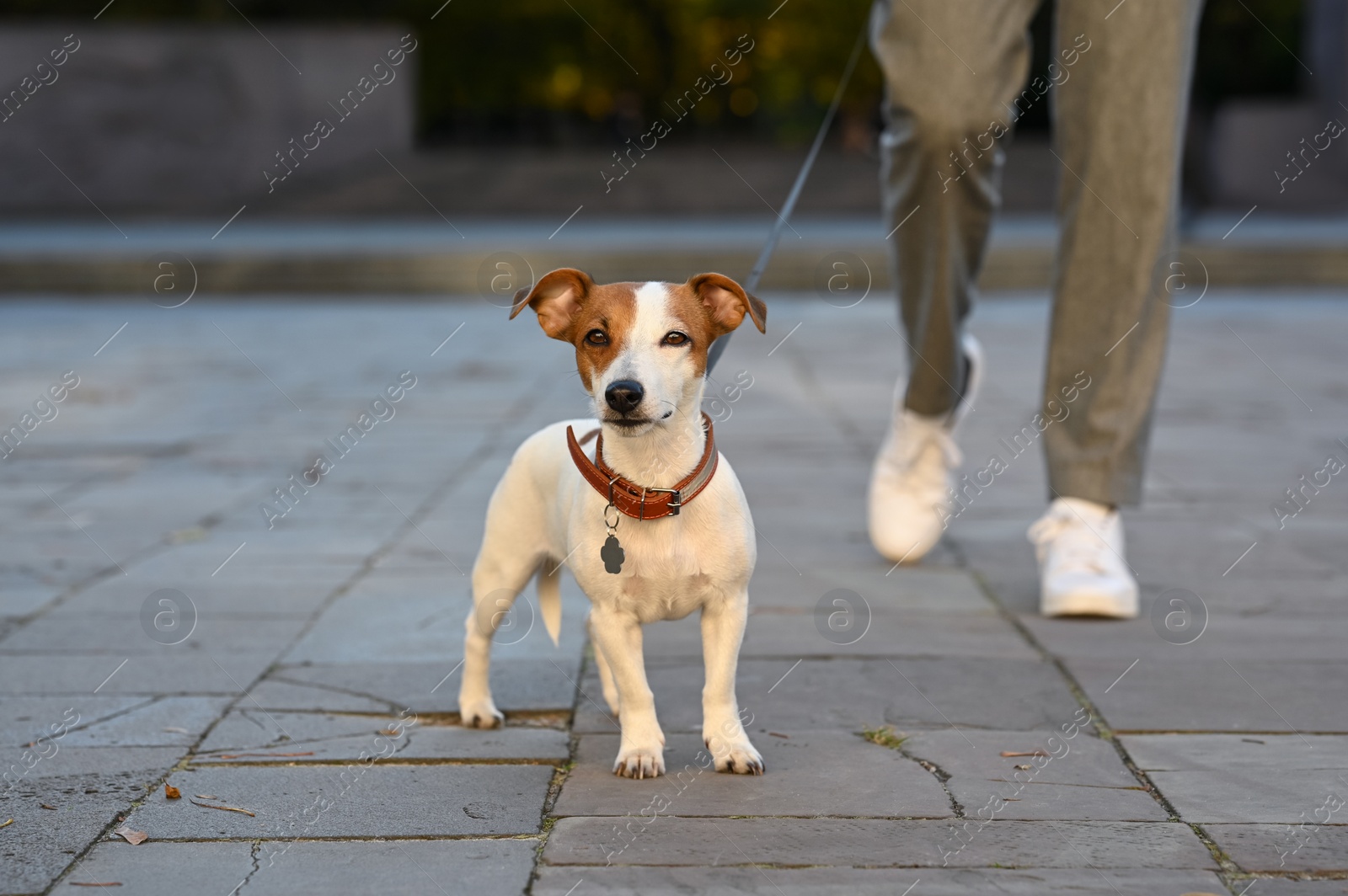 Photo of Man with adorable Jack Russell Terrier on city street, closeup. Dog walking