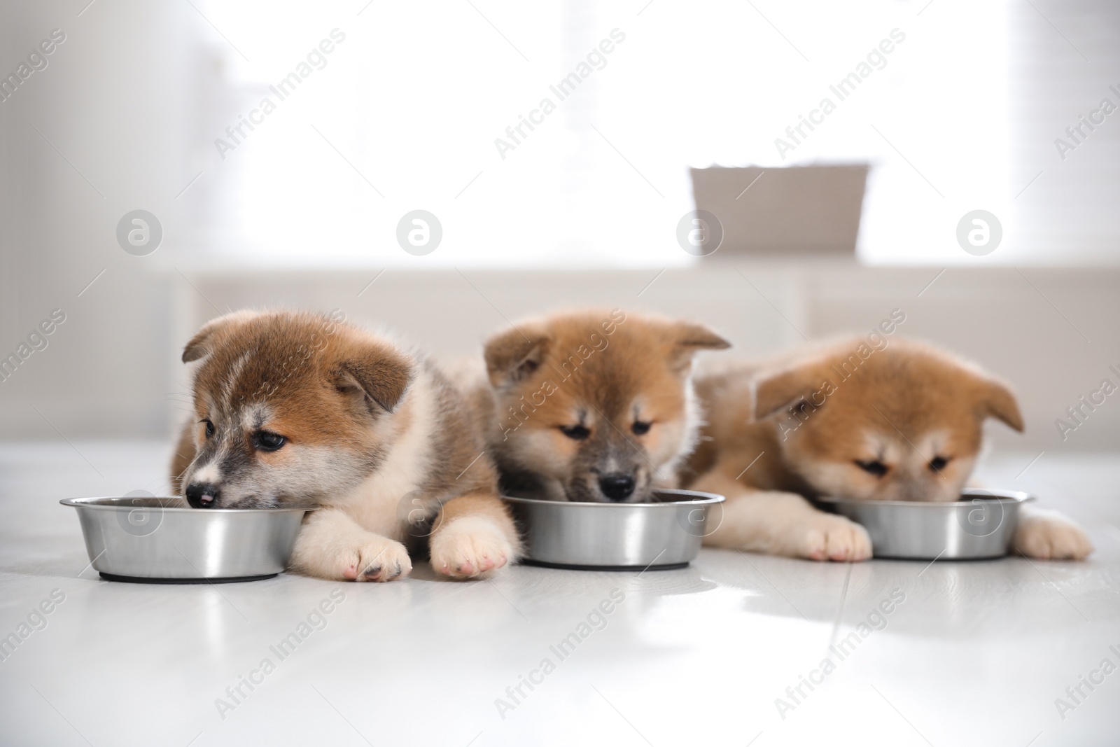 Photo of Adorable Akita Inu puppies eating from feeding bowls indoors