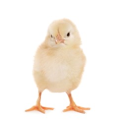 Cute fluffy baby chicken on white background