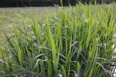 Beautiful green reed plants growing outdoors, closeup