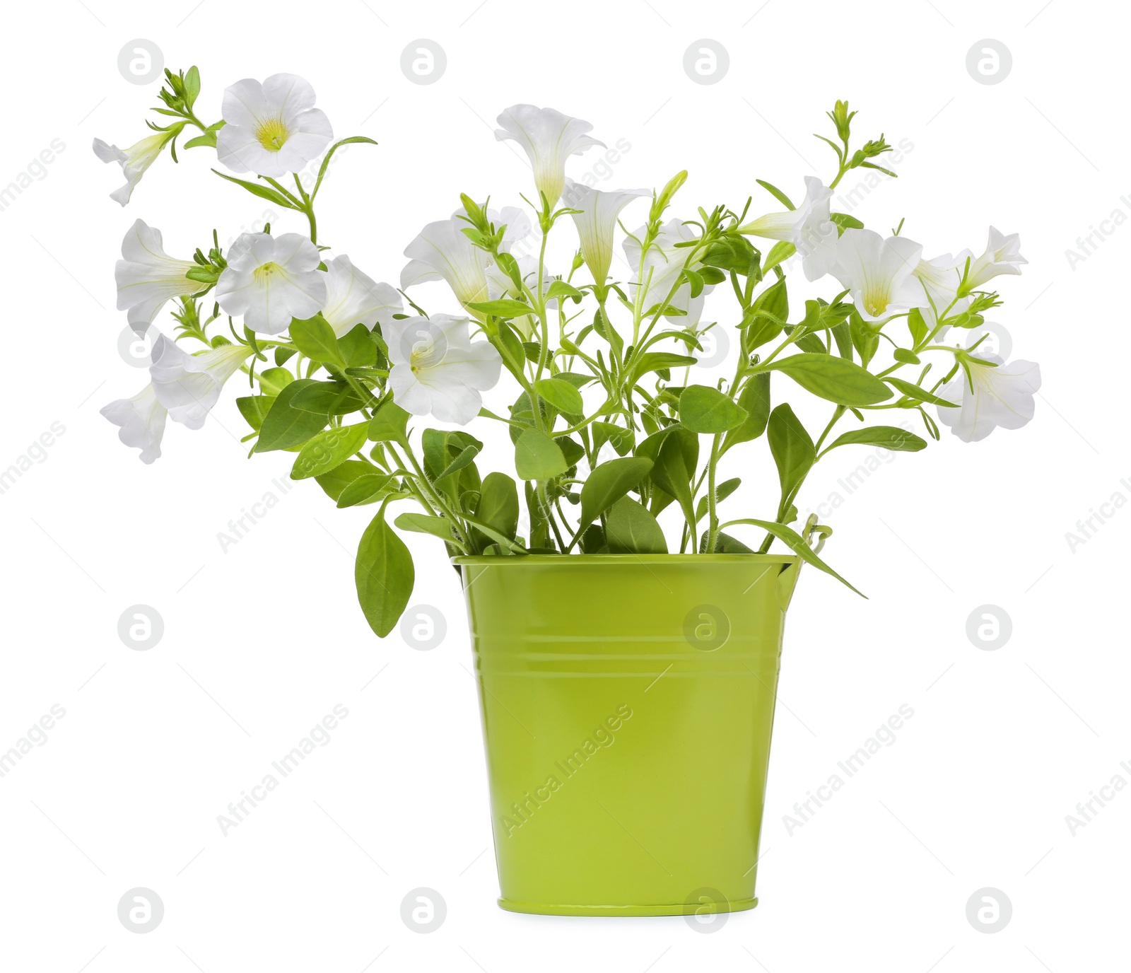 Photo of Beautiful petunia flowers in green pot isolated on white