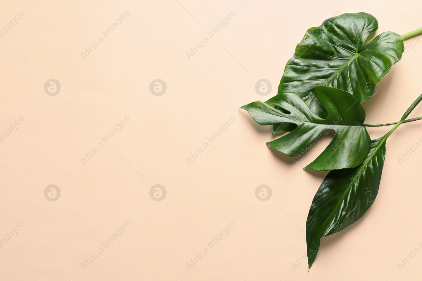 Photo of Different tropical leaves on color background, top view