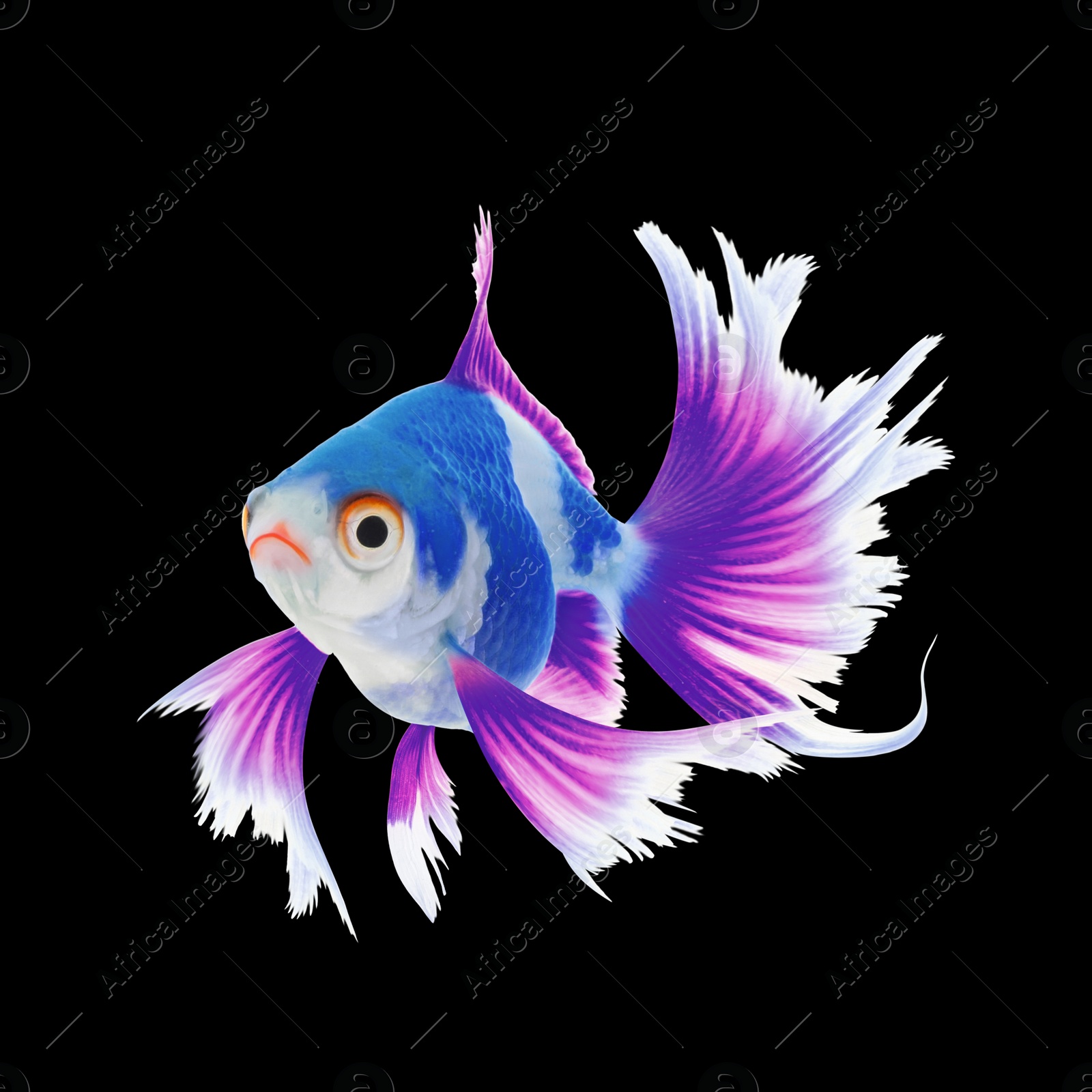 Image of Beautiful colorful betta fish on black background 