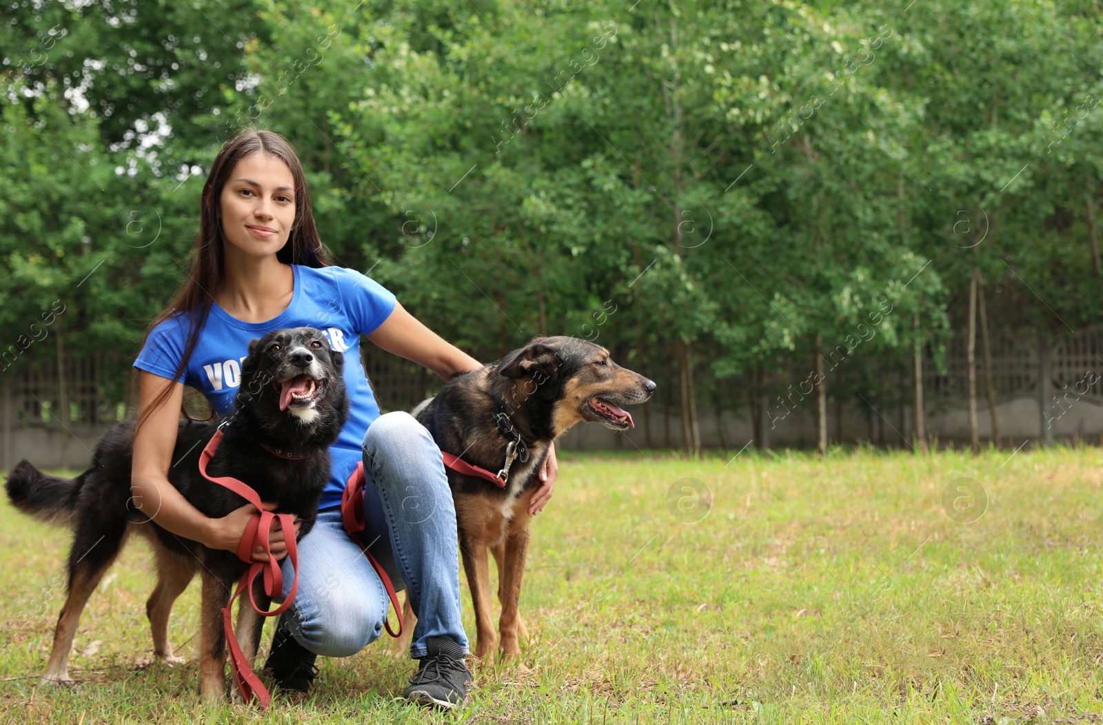 Photo of Female volunteer with homeless dogs at animal shelter outdoors