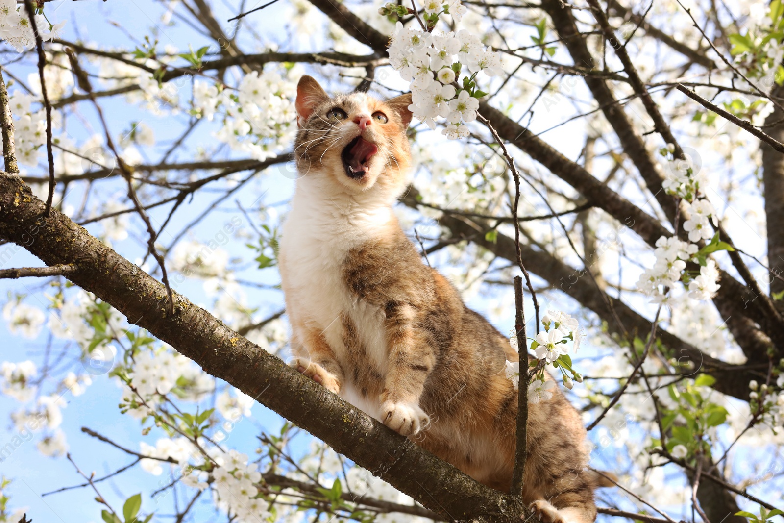 Photo of Cute cat on blossoming spring tree outdoors