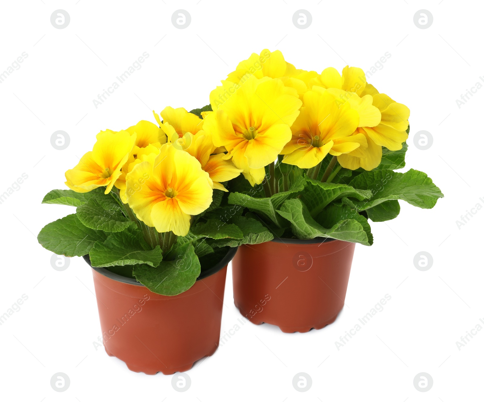 Photo of Beautiful primula (primrose) plants with yellow flowers on white background. Spring blossom